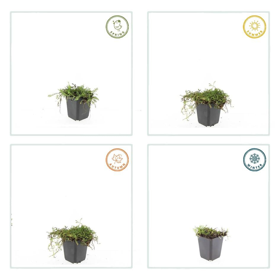 Fiederpolster Leptinella squalida – ↕10-25cm – Ø9cm –, Farnartige Blätter, Schattentauglich, Pflegeleicht – Plant