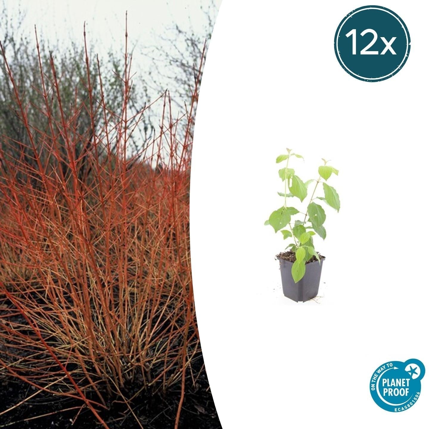Roter Hartriegel – Cornus sanguinea 'Midwinter Fire' – ↑10-25cm – Ø9cm – Winterharter Zierstrauch, Leuchtende Zweige, Pflegeleicht – Plant