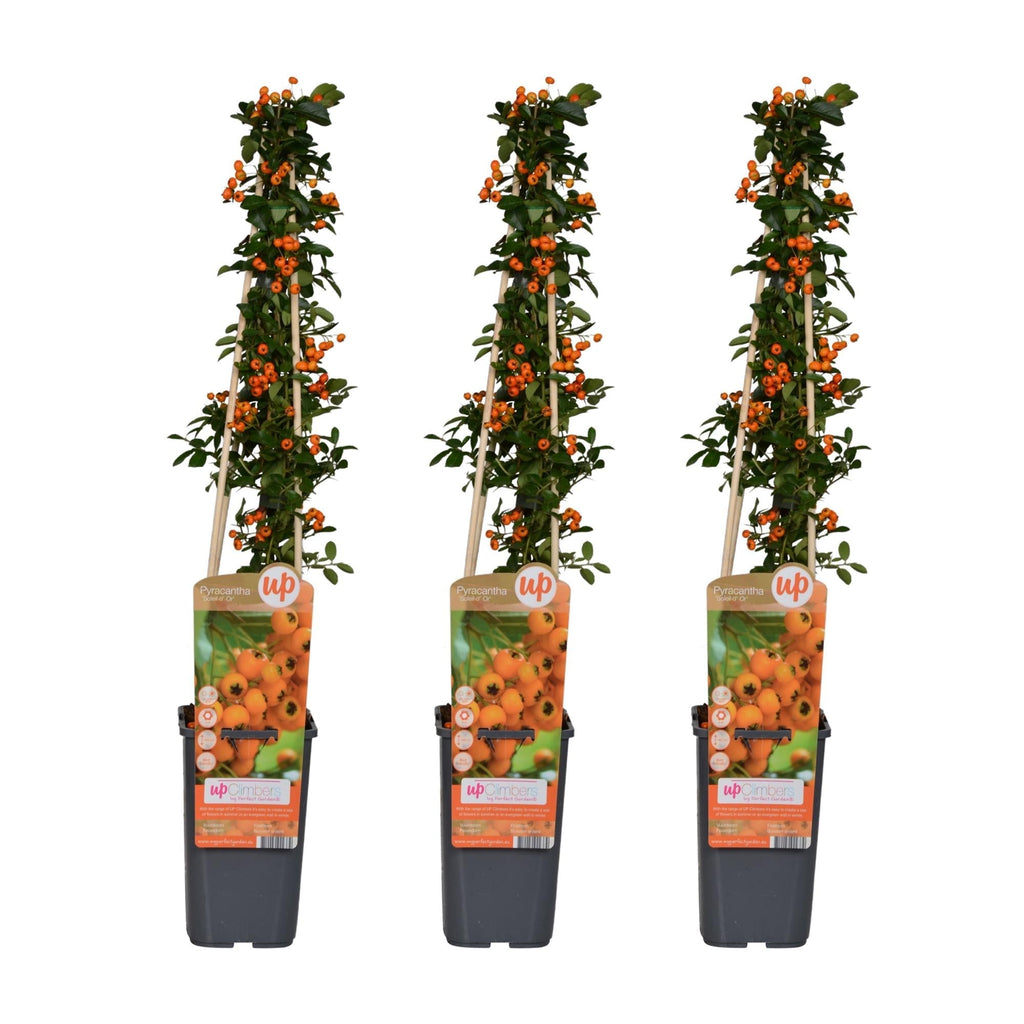 Feuerdorn Pyracantha 'Soleil d'Or' – Ø15cm – 65cm Höhe – Immergrüner, stacheliger Strauch – Vogelparadies und Sichtschutz – Plant