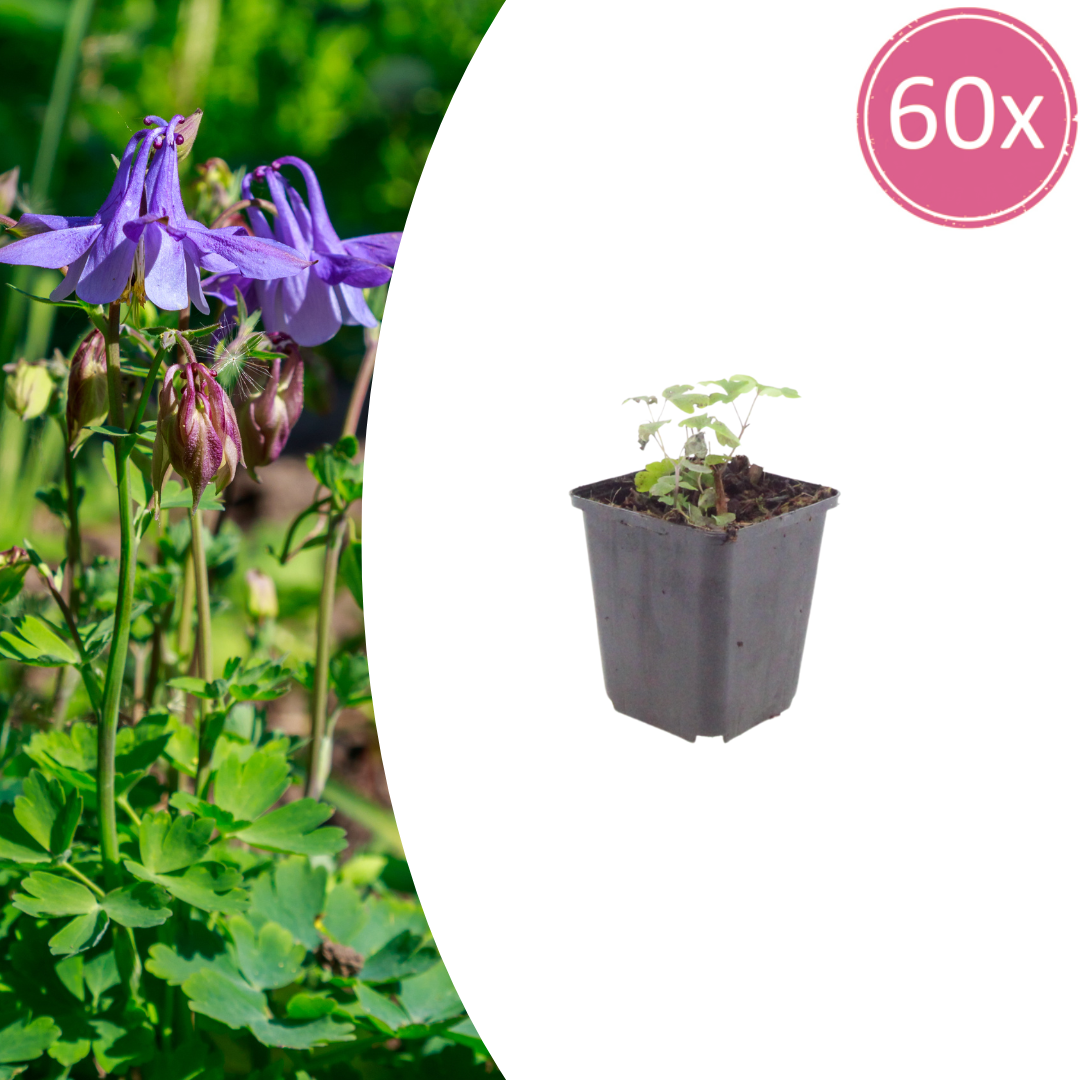 Akelei Aquilegia vulgaris – Blühende Staude für Sonne & Halbschatten – Insektenfreundlich für Beet & Naturgarten – 10-25cm – Ø9cm – Winterhart