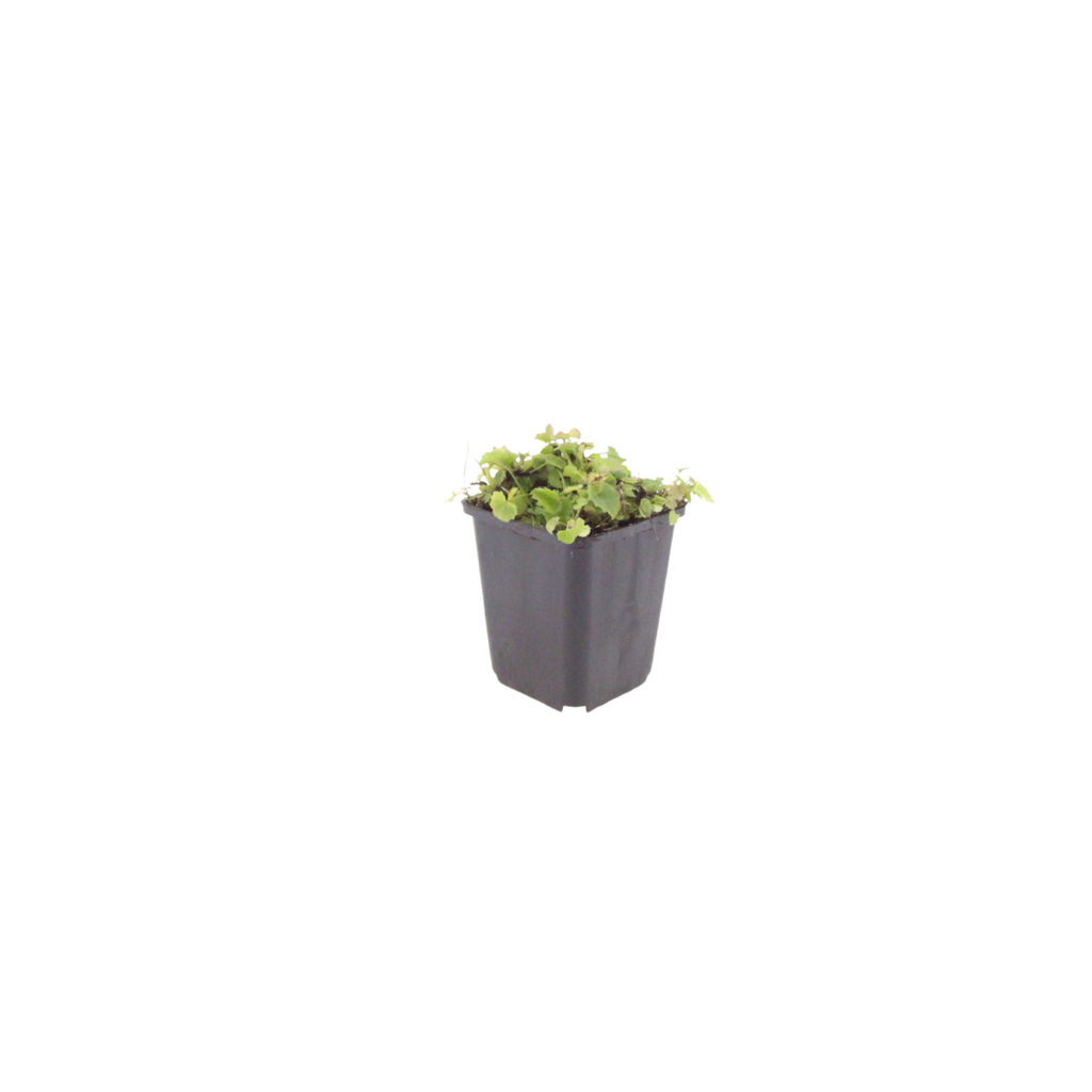 Campanula poscharskyana – Polster – Glockenblume – 10-25cm – Ø9cm – Winterharte Bodendecker Staude – Blühpflanze für Mauer, Beet & Balkon