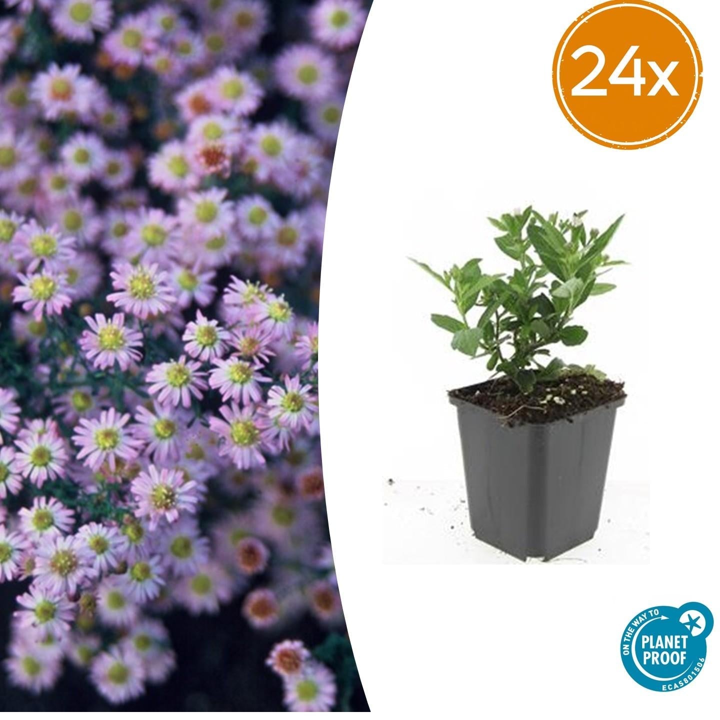 Wild – Aster ageratoides 'Stardust' – ↕10-25cm – Ø9cm – Weißer Herbstblüher – Bienenfreundlich – Pflegeleicht – Plant