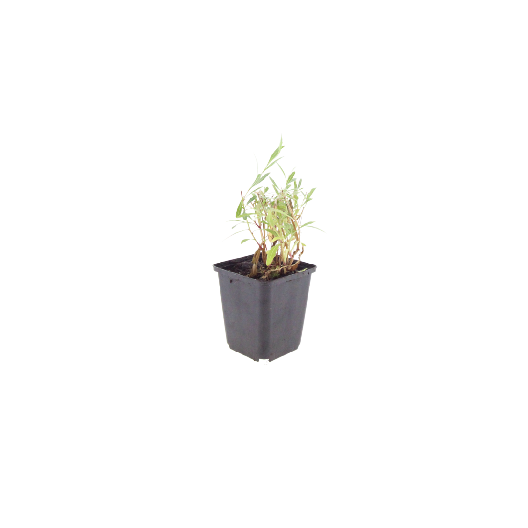 Gaura lindheimeri Prachtkerze – Ø9cm – Höhe 10-25cm – Weiße Rosa Blüten – Sommerblühende Staude – Für Beet, Präriegarten & Kübel
