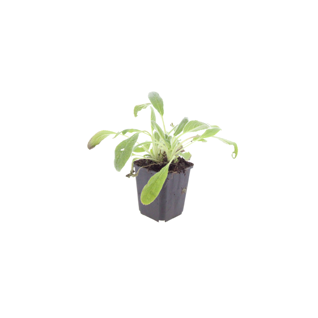Stachys byzantina – Ø9cm – Höhe 10-25cm – Winterharte Staude – Silberlaub Bodendecker – Trockenheitsresistent für Beet & Steingarten