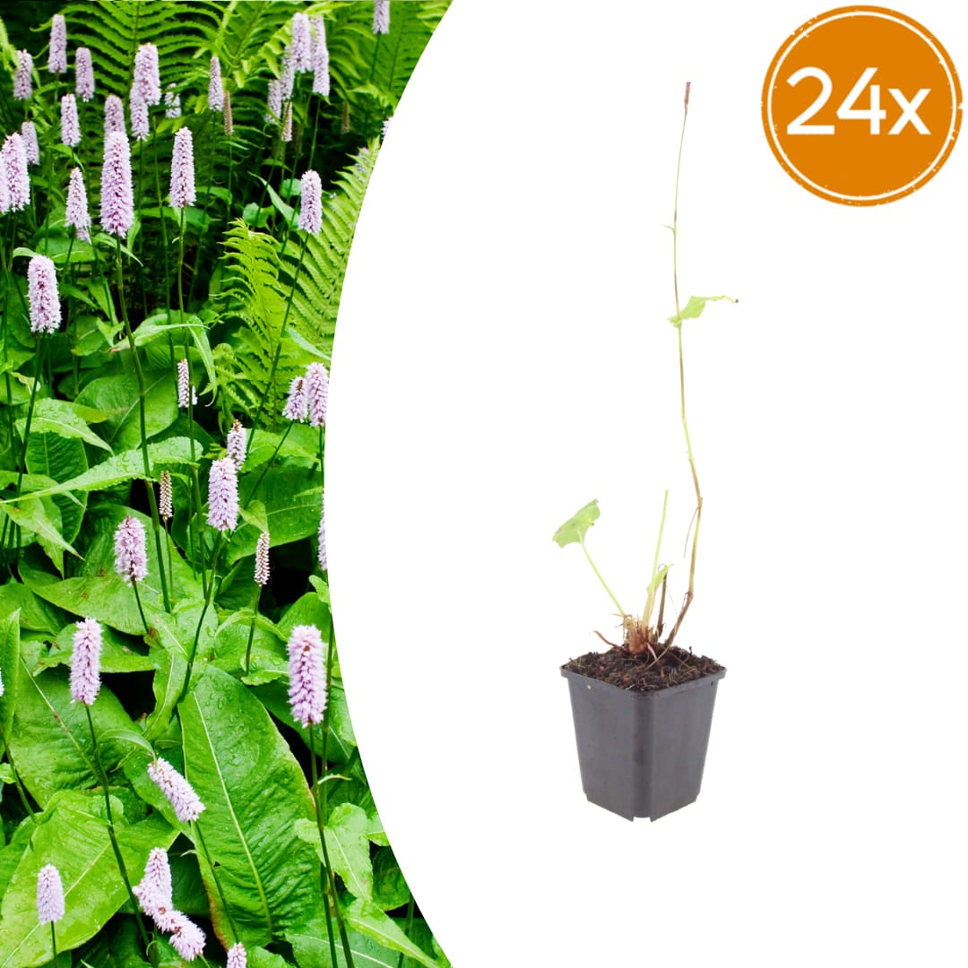Persicaria amplexicaulis Alba – Ø9cm – Höhe 10-25cm – Winterharte Staude – Weiße Blütenähren – Bienenfreundlich für Beet & Naturgarten