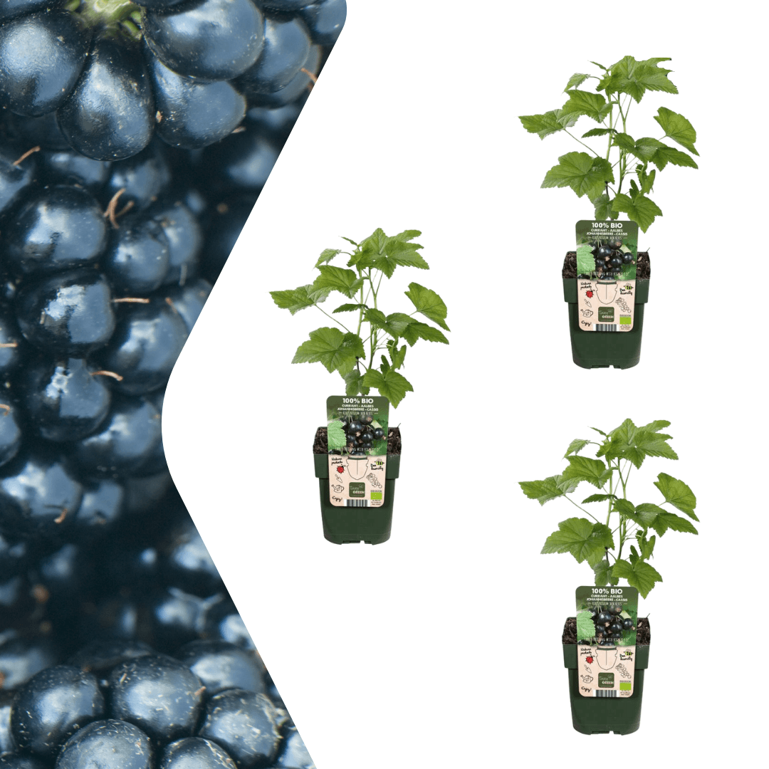 Bio Brombeere Rubus fruticosus – Biologische Brombeersträucher – Ø13cm – ↕20cm – Frostbeständig & Reichtragend – Plant