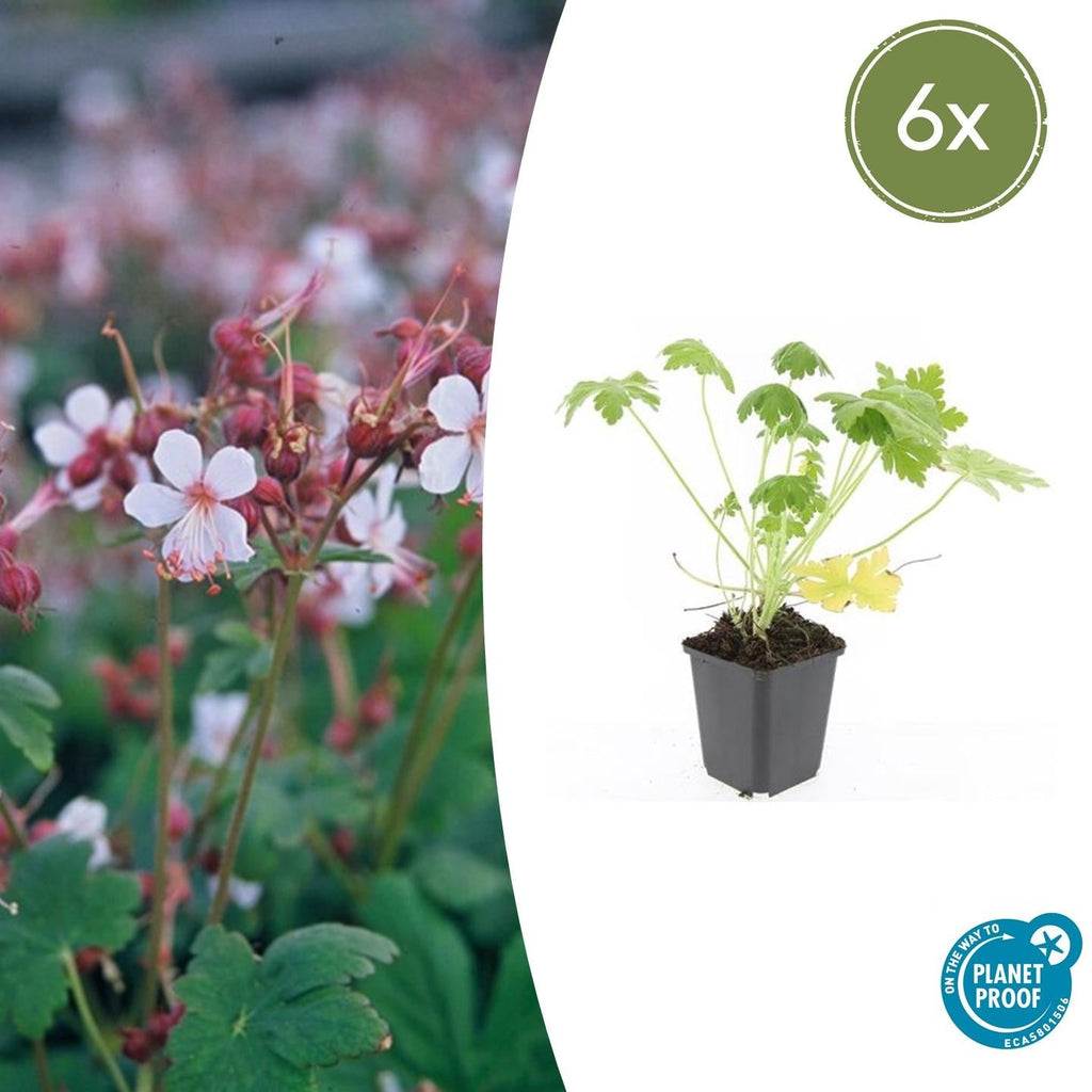 Felsen – Storchschnabel Geranium macrorrhizum 'Spessart' – Winterharter Bodendecker – Ø9cm Töpfe – Höhe 10-25cm – Plant