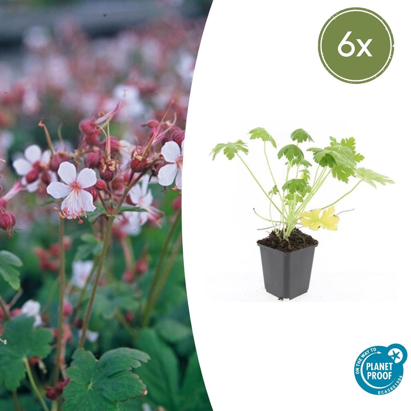 Felsen – Storchschnabel Geranium macrorrhizum 'Spessart' – Winterharter Bodendecker – Ø9cm Töpfe – Höhe 10-25cm – Plant