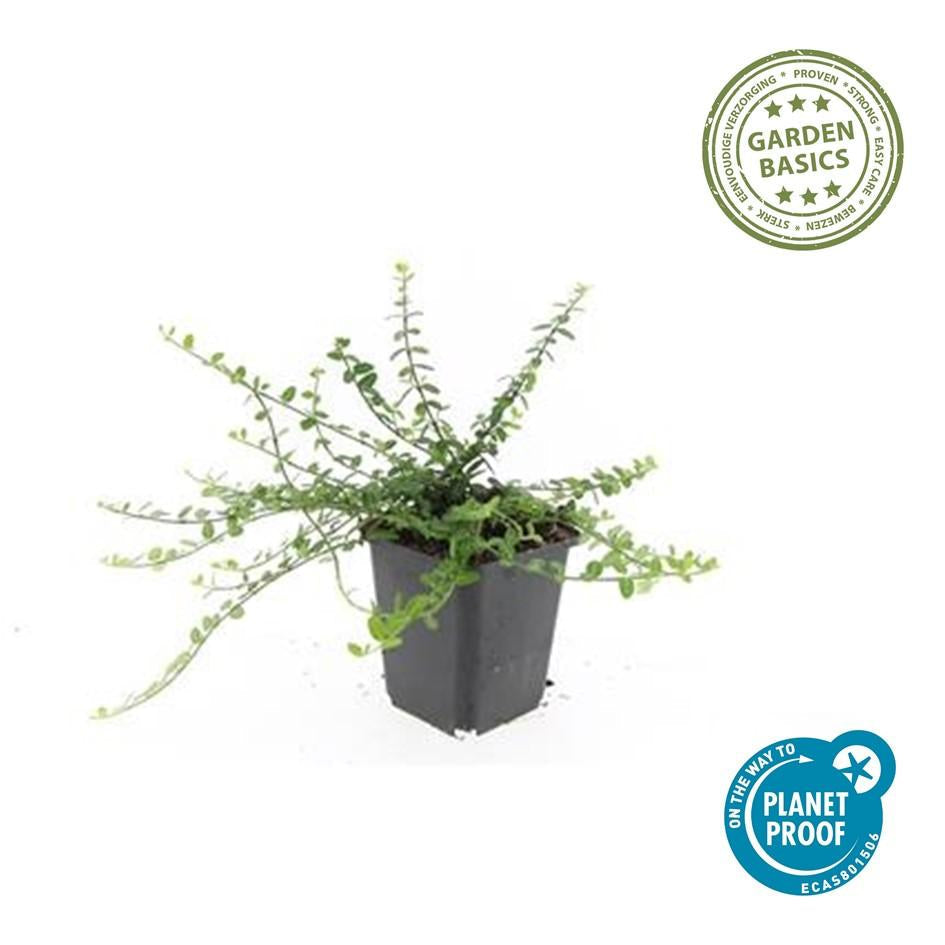 Kleinblättrige Teppichspindel – Euonymus fortunei 'Minimus' – ↕10-25cm – Ø9cm – Winterhart & Pflegeleicht – Herbstfärbung – Plant