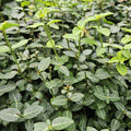 Immergrüne Kriechspindel – Euonymus fortunei radicans – ↕10-25cm – Ø9cm – Pflegeleicht & Winterhart – Garten, Beete & Zäune – Plant