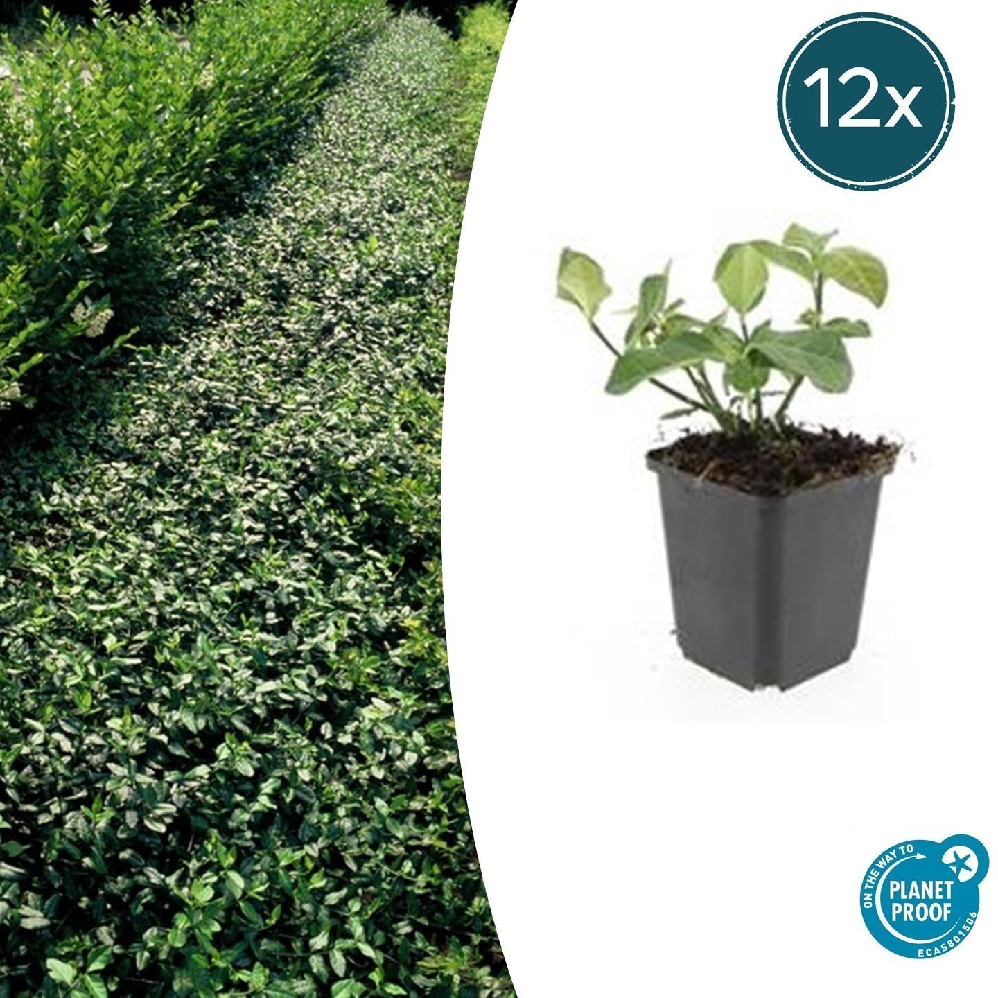 Spindelstrauch – Euonymus fortunei 'Dart's Blanket' – ↕10-25cm – Ø9cm – Schattentolerant – Winterhart – Pflegeleicht – Plant