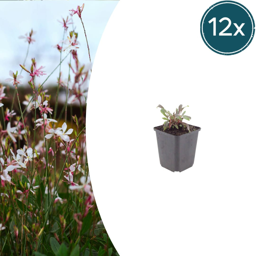 Gaura lindheimeri Siskiyou Pink – Ø9cm – Höhe 10-25cm – Prachtkerze – Kräftig rosafarbene Blüten – Für Beet, Präriegarten & Kübel