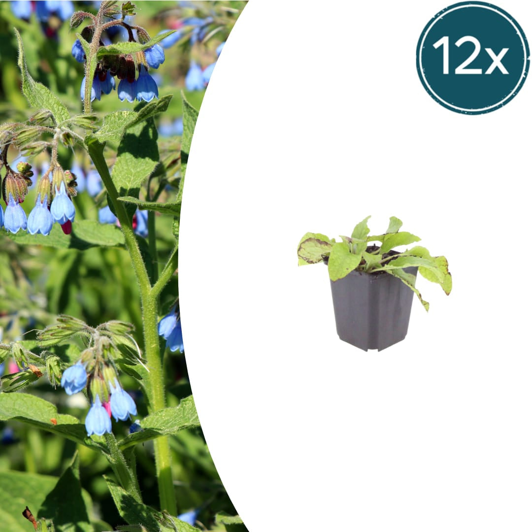 Symphytum grandiflorum Wisley Blue – Ø9cm – Höhe 10-25cm – Blauer Beinwell – Bodendecker für Schattenbeet – Winterharte Staude