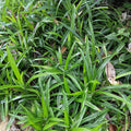 Carex morrowii Irish Green – 17cm – ca. 50cm hoch – Immergrüne Grünblättrige Segge – Pflegeleichtes Ziergras für Garten, Terrasse & Balkon – Plant