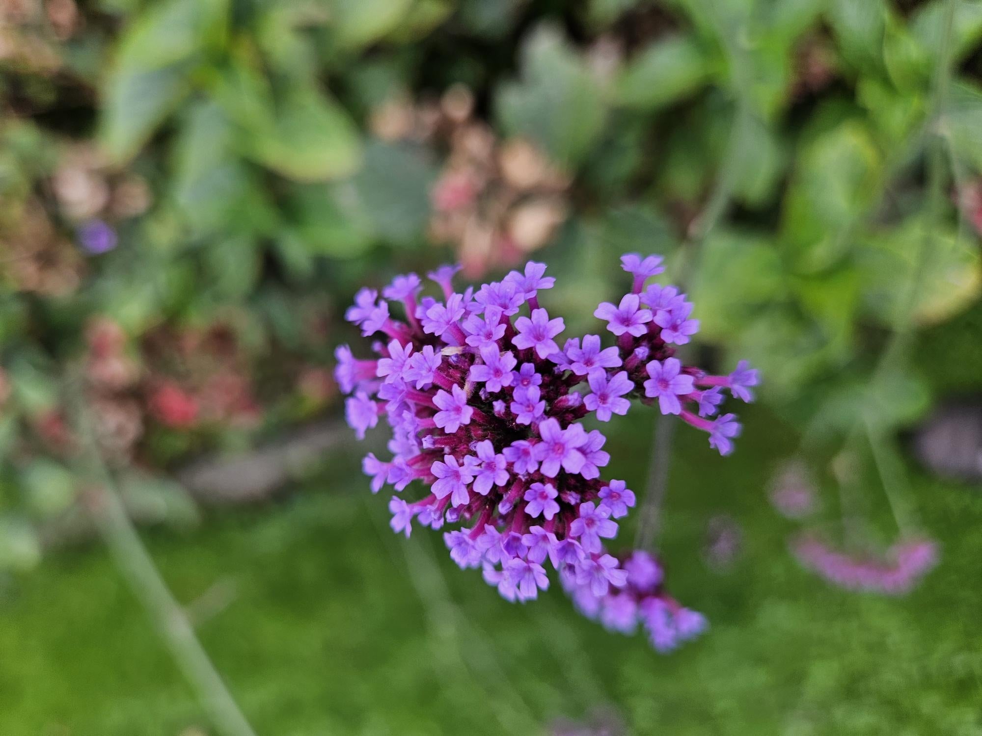 Hohes Eisenkraut Verbena bonariensis 'Lollipop' – ↕10-25cm – Ø9cm – Lilafarbene Blüten – Langblühend – Pflegeleicht – Plant