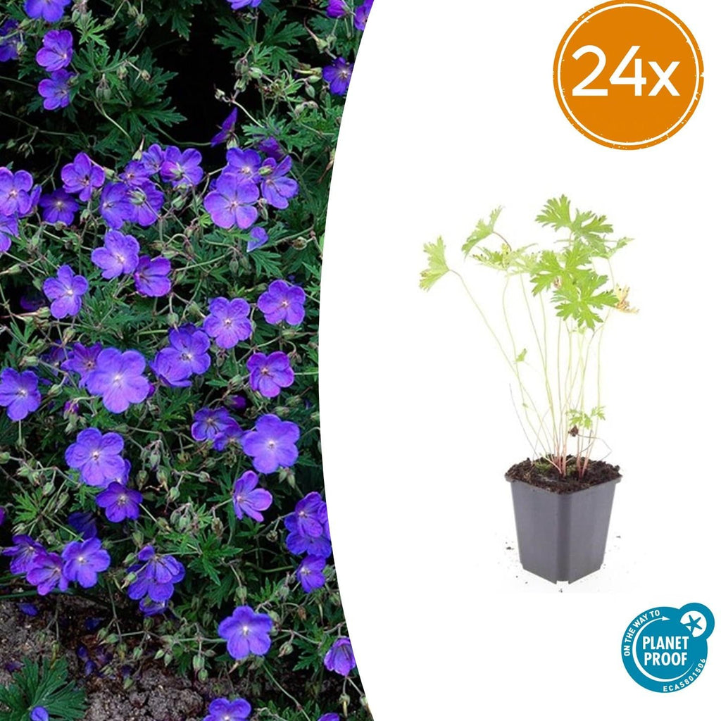 Storchschnabel Geranium 'Johnson's Blue' – ↕10-25cm – Ø9cm – Winterharte Staude & Bodendecker – Leuchtend blaue Blüten – Plant