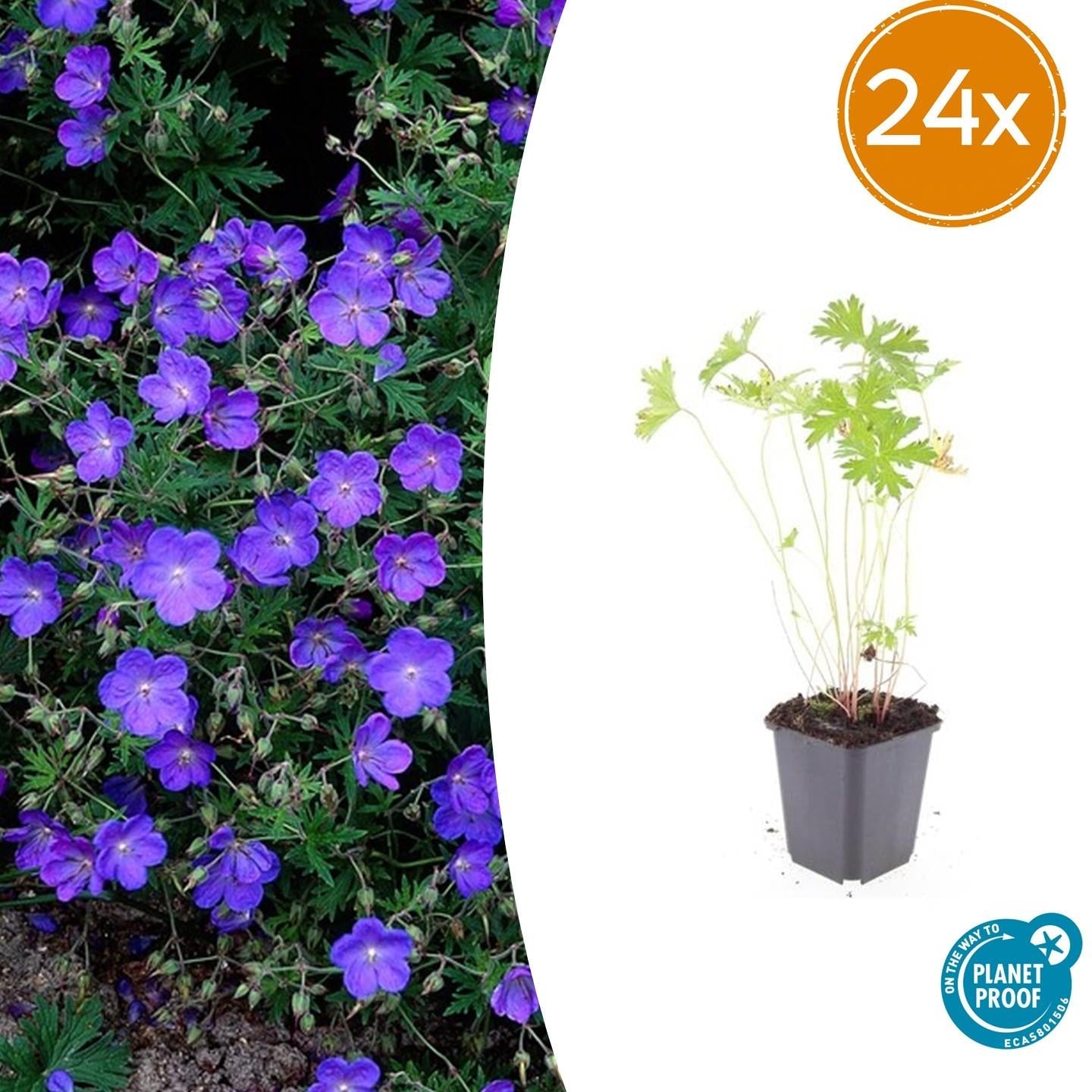 Storchschnabel Geranium 'Johnson's Blue' – ↕10-25cm – Ø9cm – Winterharte Staude & Bodendecker – Leuchtend blaue Blüten – Plant