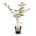 Japanischer Ahorn Acer palmatum 'Sumi – nagashi' – Roter Zierahorn – Balkon – & Terrassenpflanze – Ø19cm – Ca. 70cm hoch – Plant