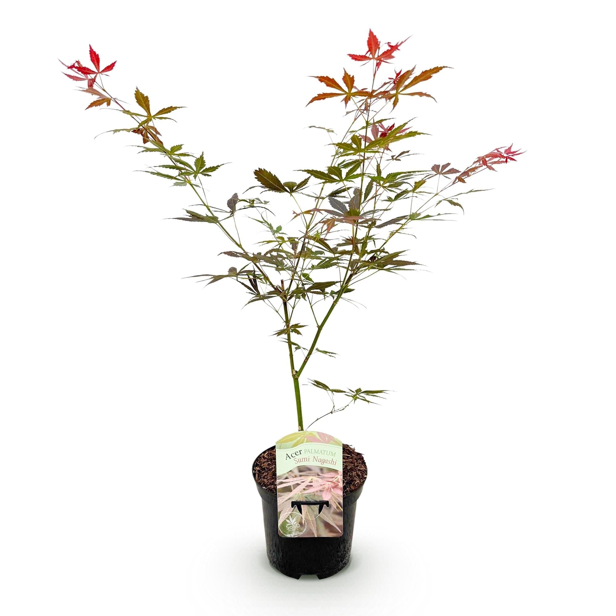 Japanischer Ahorn Acer palmatum 'Sumi – nagashi' – Roter Zierahorn – Balkon – & Terrassenpflanze – Ø19cm – Ca. 70cm hoch – Plant
