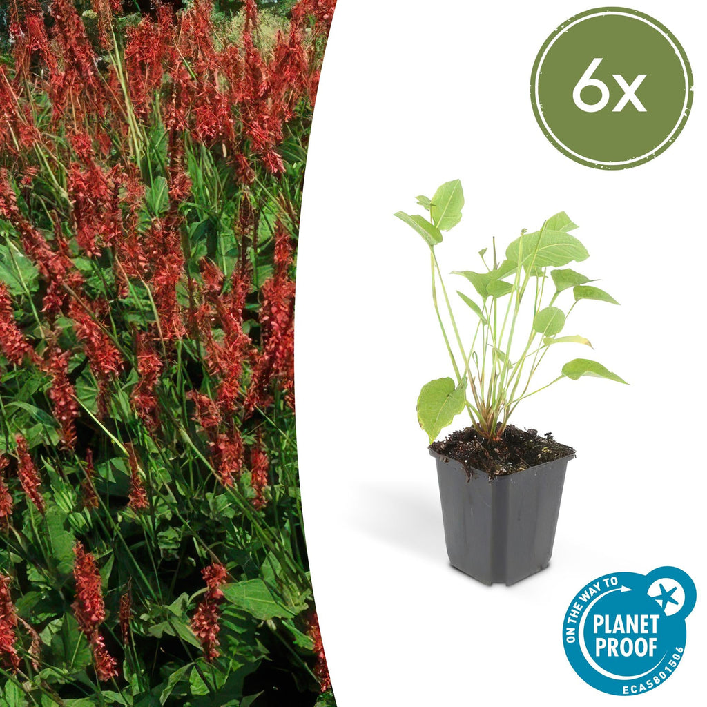 Kerzenknöterich Persicaria amplexicaulis – ↕10-25cm – Ø9cm – Robuste Staude für Garten & Beete – Rote Blüten – Plant