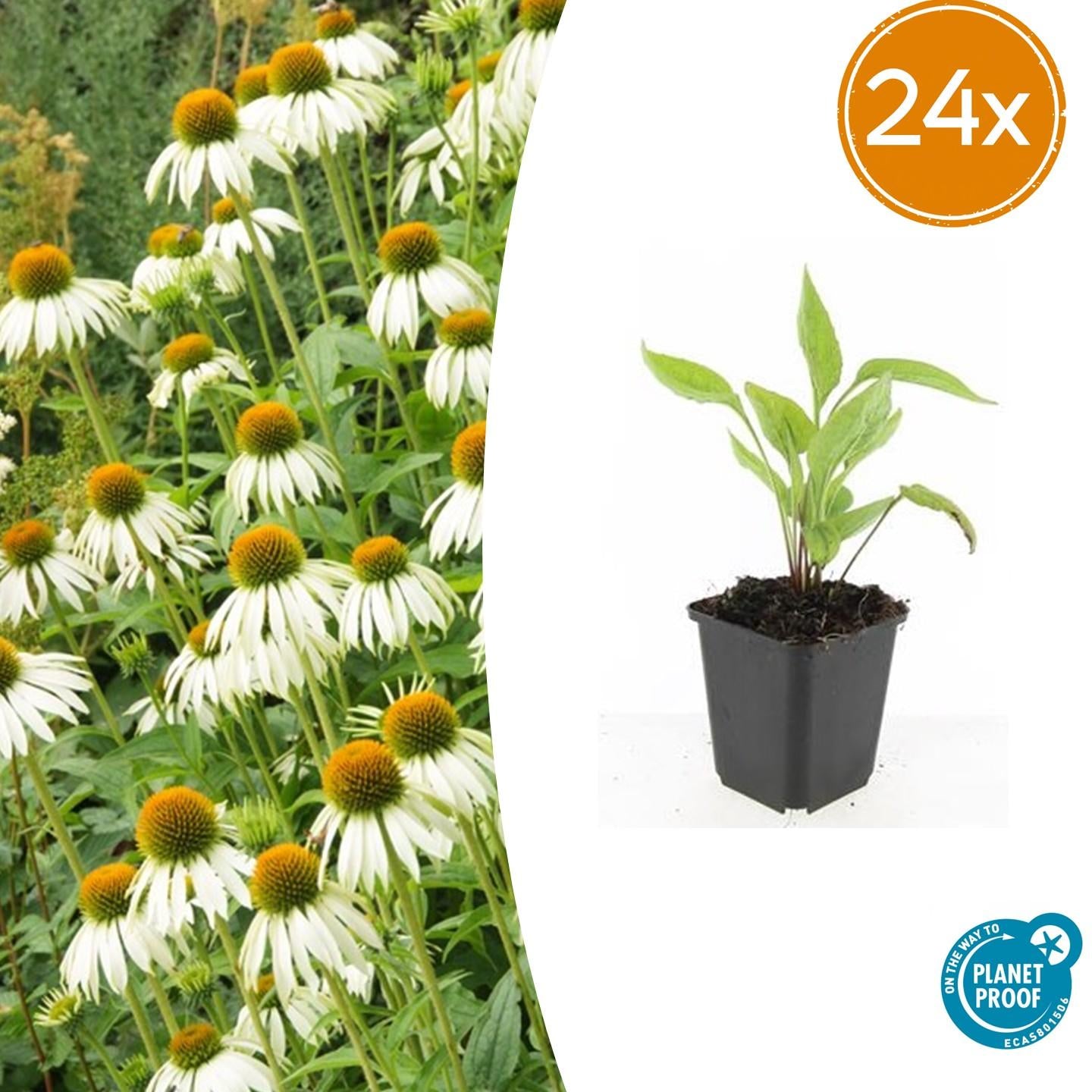 Scheinsonnenhut – Echinacea purpurea 'White Swan' – ↑10-25cm – Ø9cm – Weiße Blüten, Bienen – Plant