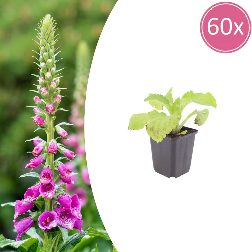 Roter Fingerhut Digitalis purpurea – 10-25cm – Ø9cm – Hohe Blütenstaude für Garten & Cottage – Beet – Bienenfreundliche Sommerblume