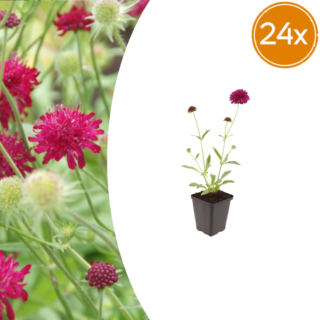 Knautia macedonica – Ø9cm – Höhe 10-25cm – Winterharte Staude – Tiefrote Blütendolden – Bienen