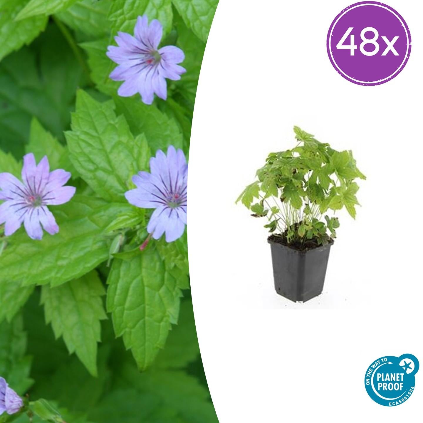 Knotiger Storchschnabel Geranium nodosum – ↕10-25cm – Ø9cm – Winterharte Staude & Bodendecker – Tiefpurpurne Blüten – Plant