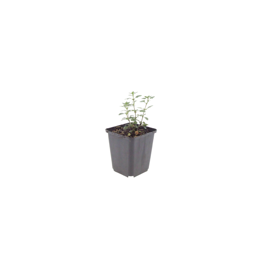 Teucrium lucidrys – Ø9cm – Höhe 10-25cm – Immergrüner Halbstrauch – Schnittverträglich – Für Hecke, Steingarten & moderne Gartenanlagen
