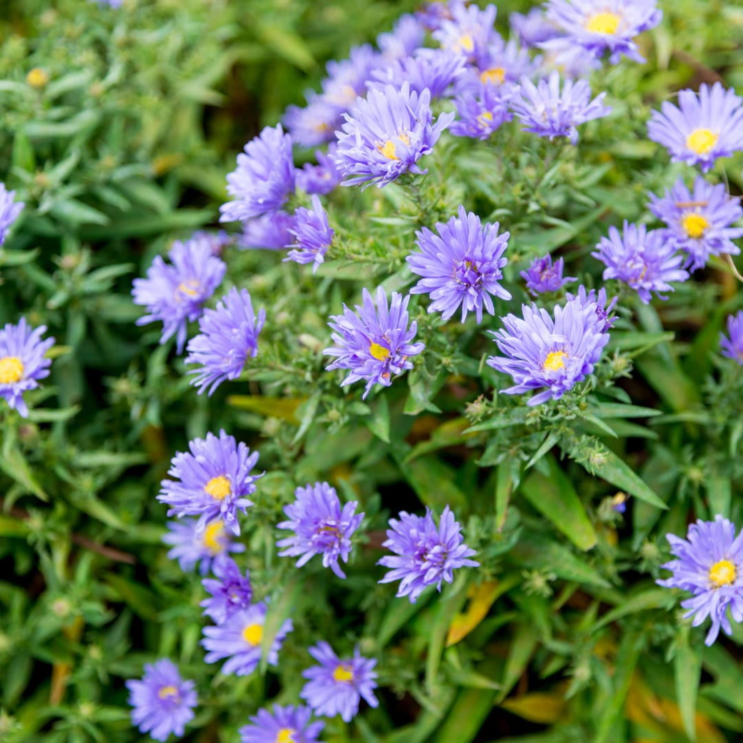 Aster frikartii Mönch – Sommeraster – 10-25cm – Ø9cm – Langblühende Staude für sonnige Beete – Bienenfreundliche Gartenpflanze
