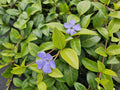 Kleines Garten Immergrün Vinca minor 'La Grave' – ↕10-25cm – Ø9cm – Plant