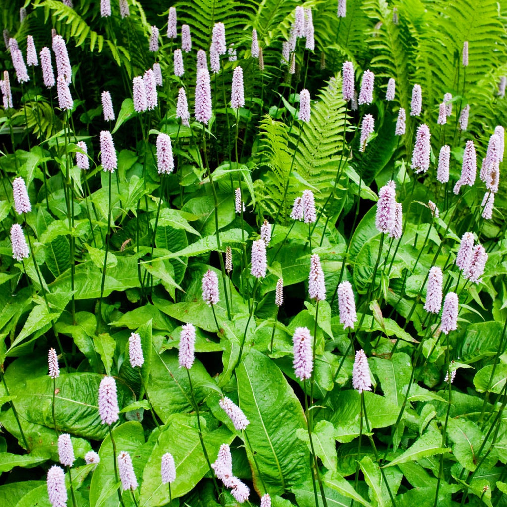 Persicaria amplexicaulis Alba – Ø9cm – Höhe 10-25cm – Winterharte Staude – Weiße Blütenähren – Bienenfreundlich für Beet & Naturgarten