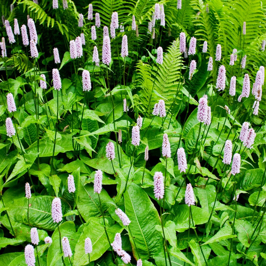 Persicaria amplexicaulis Alba – Ø9cm – Höhe 10-25cm – Winterharte Staude – Weiße Blütenähren – Bienenfreundlich für Beet & Naturgarten