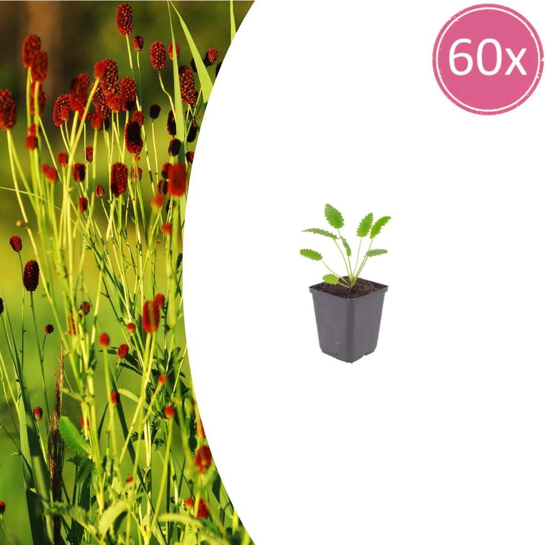 Sanguisorba officinalis Tanna – Ø9cm – Höhe 10-25cm – Winterharte Staude – Dunkelrote Blütenähren – Für Beet, Naturgarten & Präriegarten