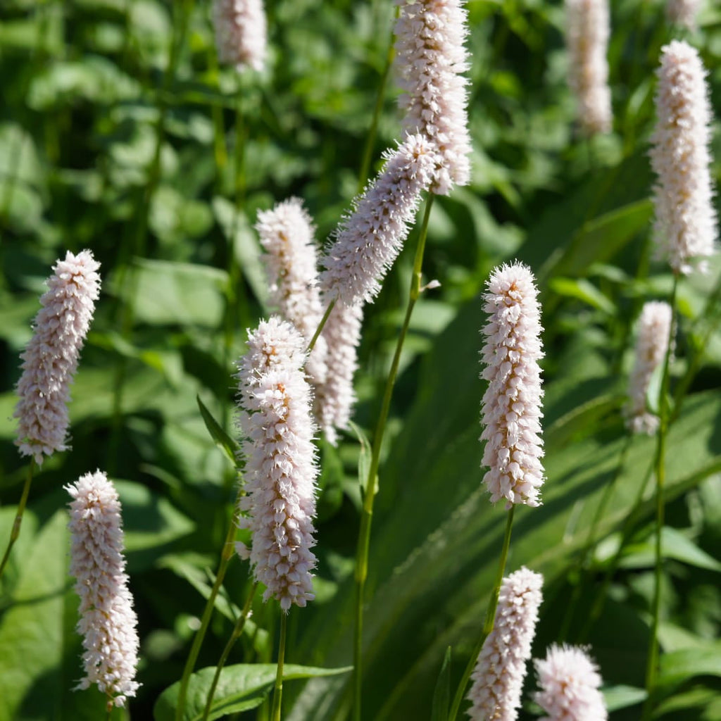 Persicaria bistorta Superba – Ø9cm – Höhe10-25cm – Rosa Blütenstaude für feuchte Beete & Teichrand – Bienenfreundlich winterhart