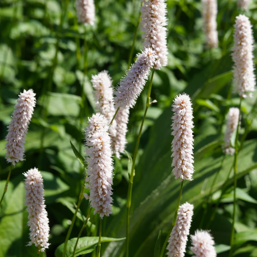 Persicaria bistorta Superba – Ø9cm – Höhe10-25cm – Rosa Blütenstaude für feuchte Beete & Teichrand – Bienenfreundlich winterhart
