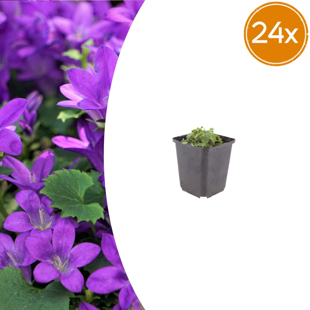 Campanula portenschlagiana – Dalmatiner – Glockenblume – 10-25cm – Ø9cm – Winterharte Bodendecker Staude – Topfpflanzen