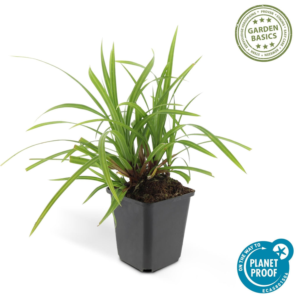 Grünblättrige Segge Carex morrowii 'Irish Green' – ↕10-25cm – Ø9cm – Immergrün – Pflegeleicht – Schattentauglich – Plant