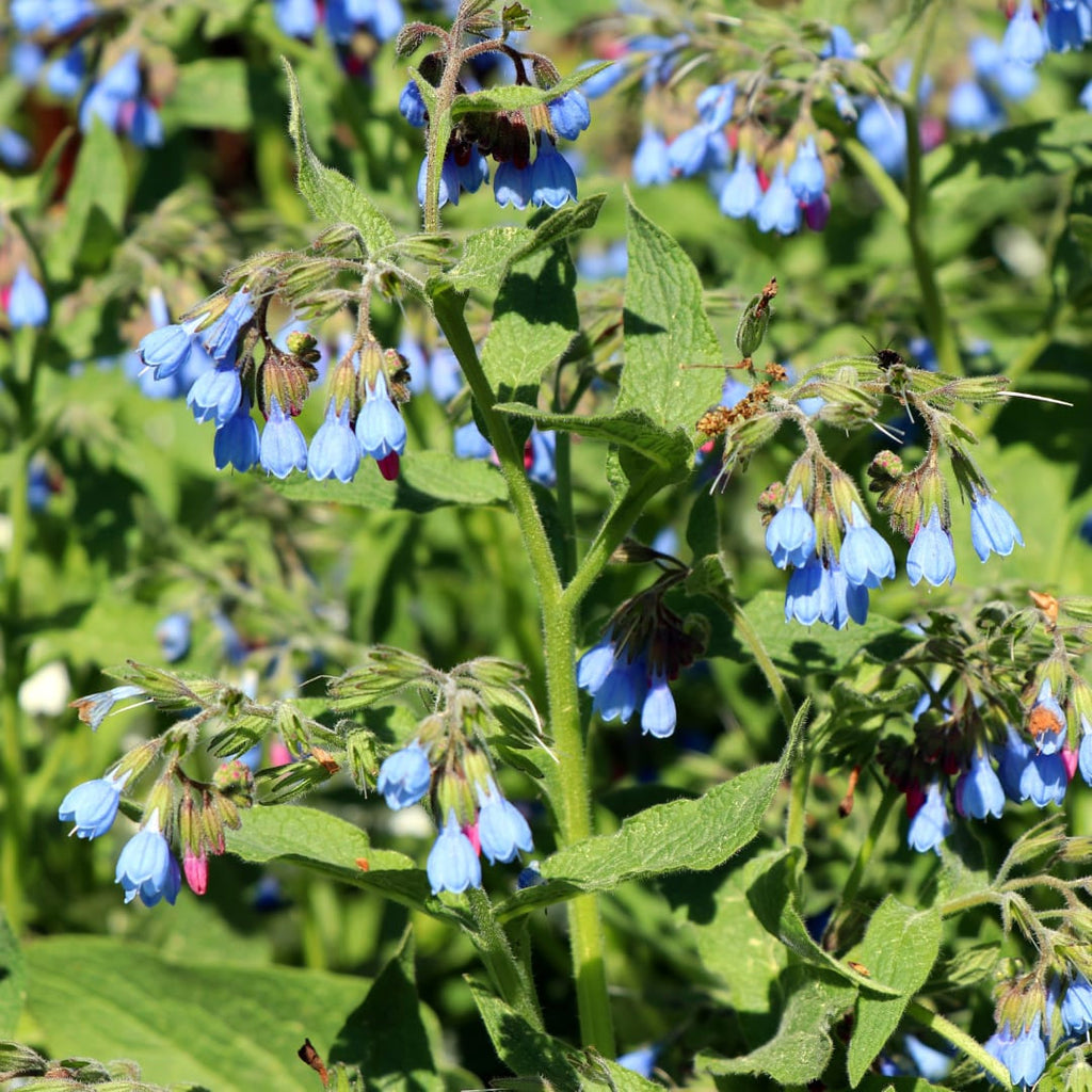 Symphytum grandiflorum Wisley Blue – Ø9cm – Höhe 10-25cm – Blauer Beinwell – Bodendecker für Schattenbeet – Winterharte Staude