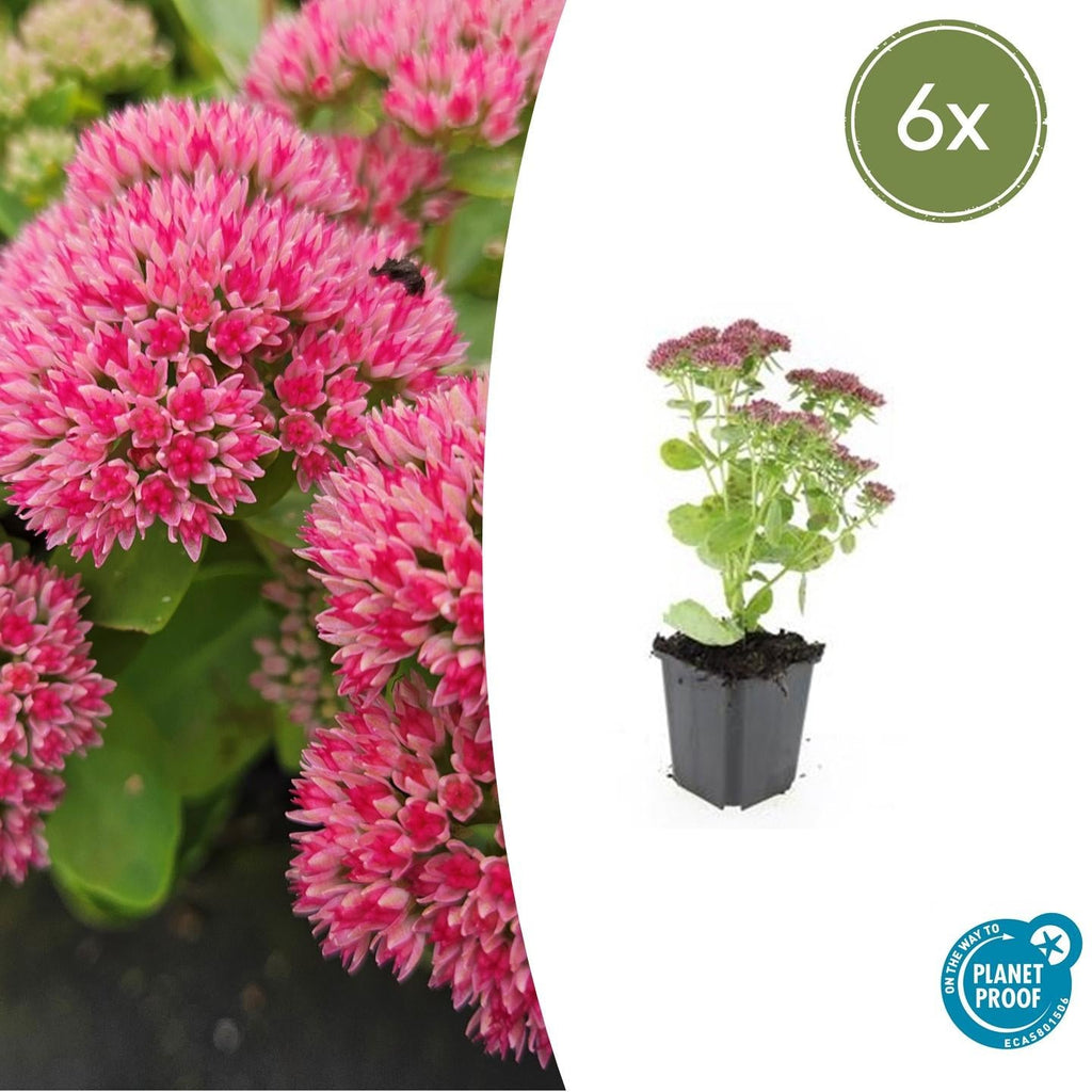 Hohes-Fettblatt Sedum 'Herbstfreude' – ↕10-25cm – Ø9cm – Winterhart – Trockenheitstolerant – Bienenfreundlich – Spätsommerblüte – Plant