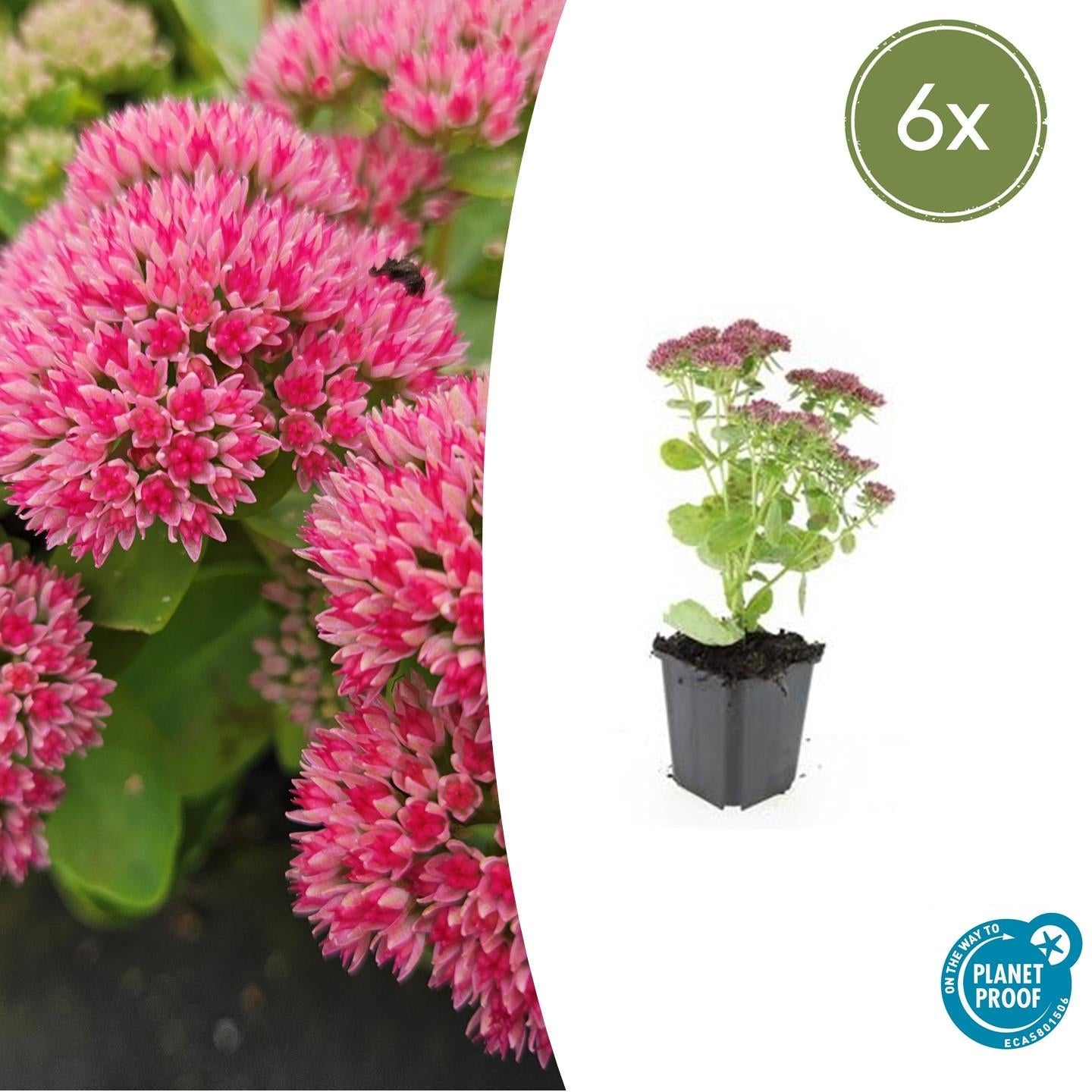 Hohes-Fettblatt Sedum 'Herbstfreude' – ↕10-25cm – Ø9cm – Winterhart – Trockenheitstolerant – Bienenfreundlich – Spätsommerblüte – Plant