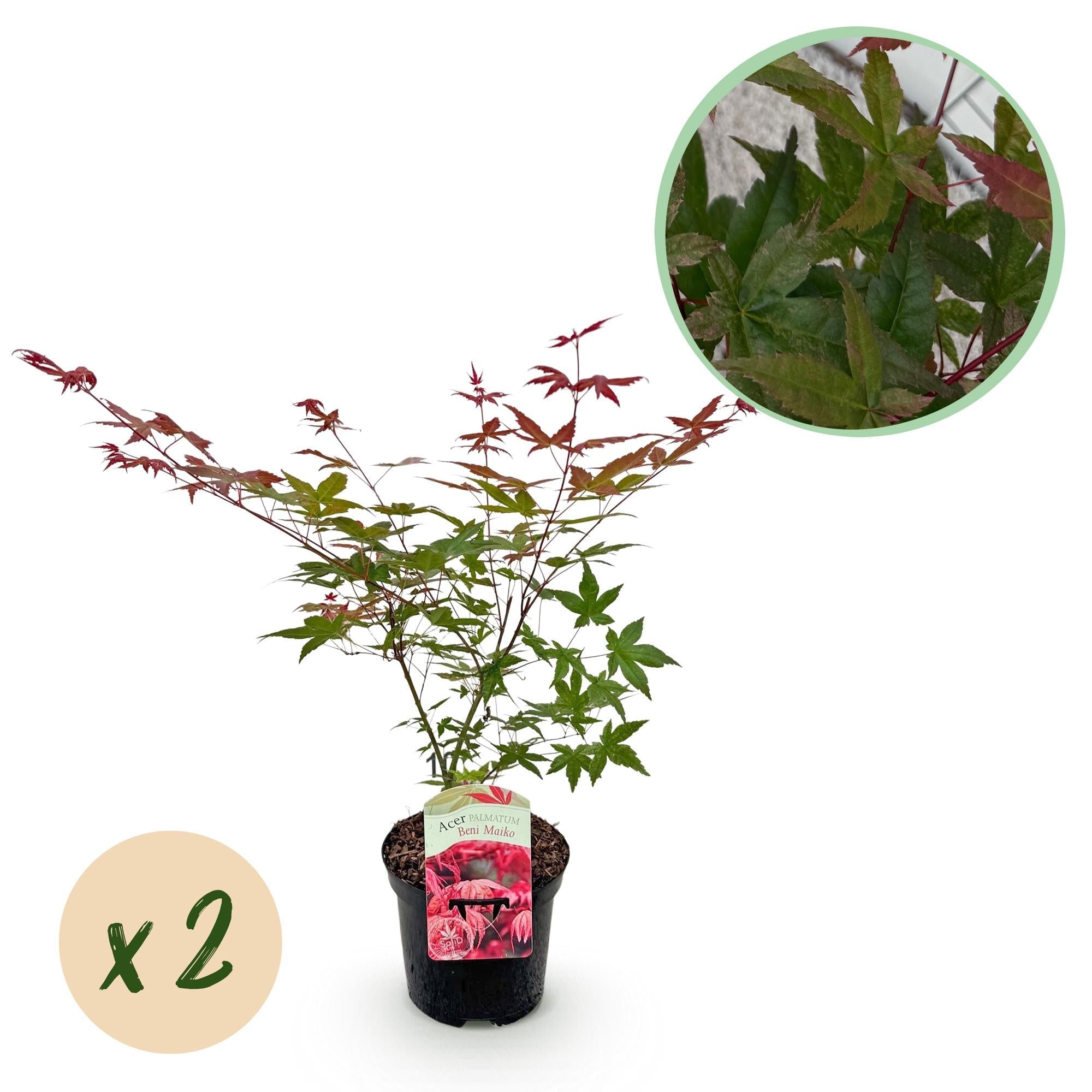 Japanischer Ahorn Acer palmatum Beni Maiko – Rote Balkonpflanze – Ø19cm – Höhe ca. 70cm – Kompakter Zierahorn für Beet & Terrasse – Plant