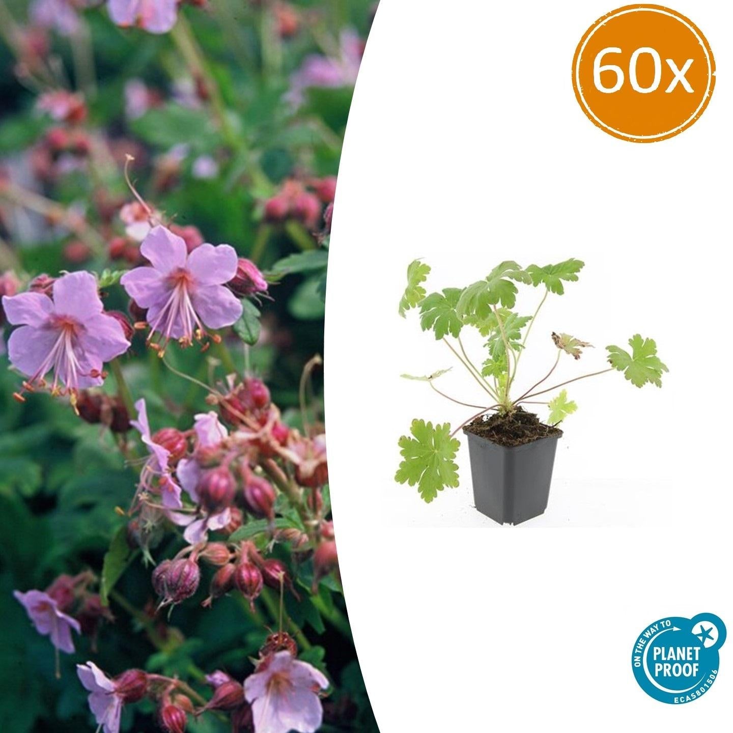 Balkan – Storchschnabel Geranium macr. 'Ingwersen's Var.' – ↕10-25cm – Ø9cm – mit zartrosafarbenen Blüten – Plant