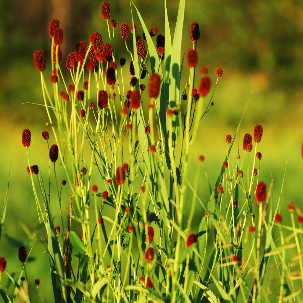 Sanguisorba officinalis Tanna – Ø9cm – Höhe 10-25cm – Winterharte Staude – Dunkelrote Blütenähren – Für Beet, Naturgarten & Präriegarten