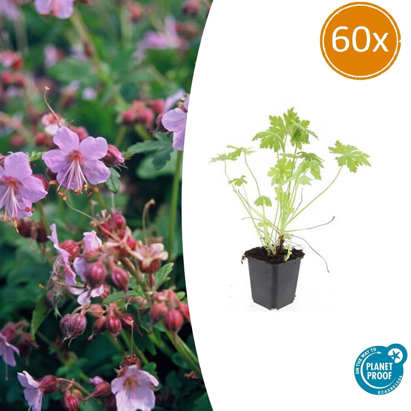 Balkan – Storchschnabel – Geranium macrorrhizum – Winterhart – Duftende Blätter – Ø9cm ↕10-25cm – Plant