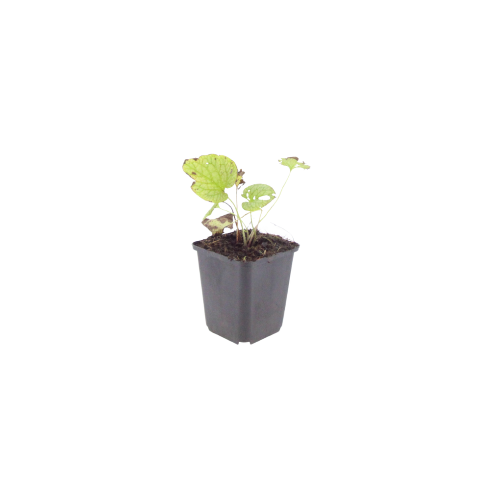 Brunnera macrophylla Jack Frost – Kaukasusvergissmeinnicht – 10-25cm – Ø9cm – Winterharte Schattenstaude mit silbernem Zierlaub