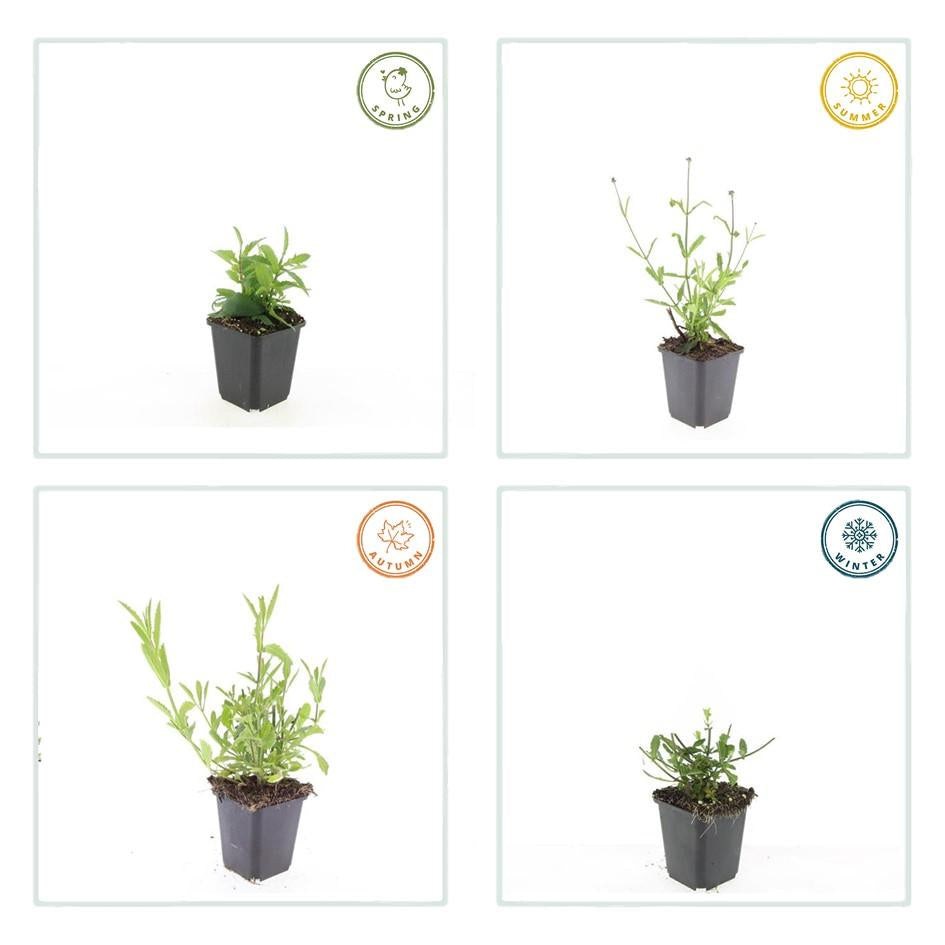 Hohes Eisenkraut Verbena bonariensis 'Lollipop' – ↕10-25cm – Ø9cm – Lilafarbene Blüten – Langblühend – Pflegeleicht – Plant