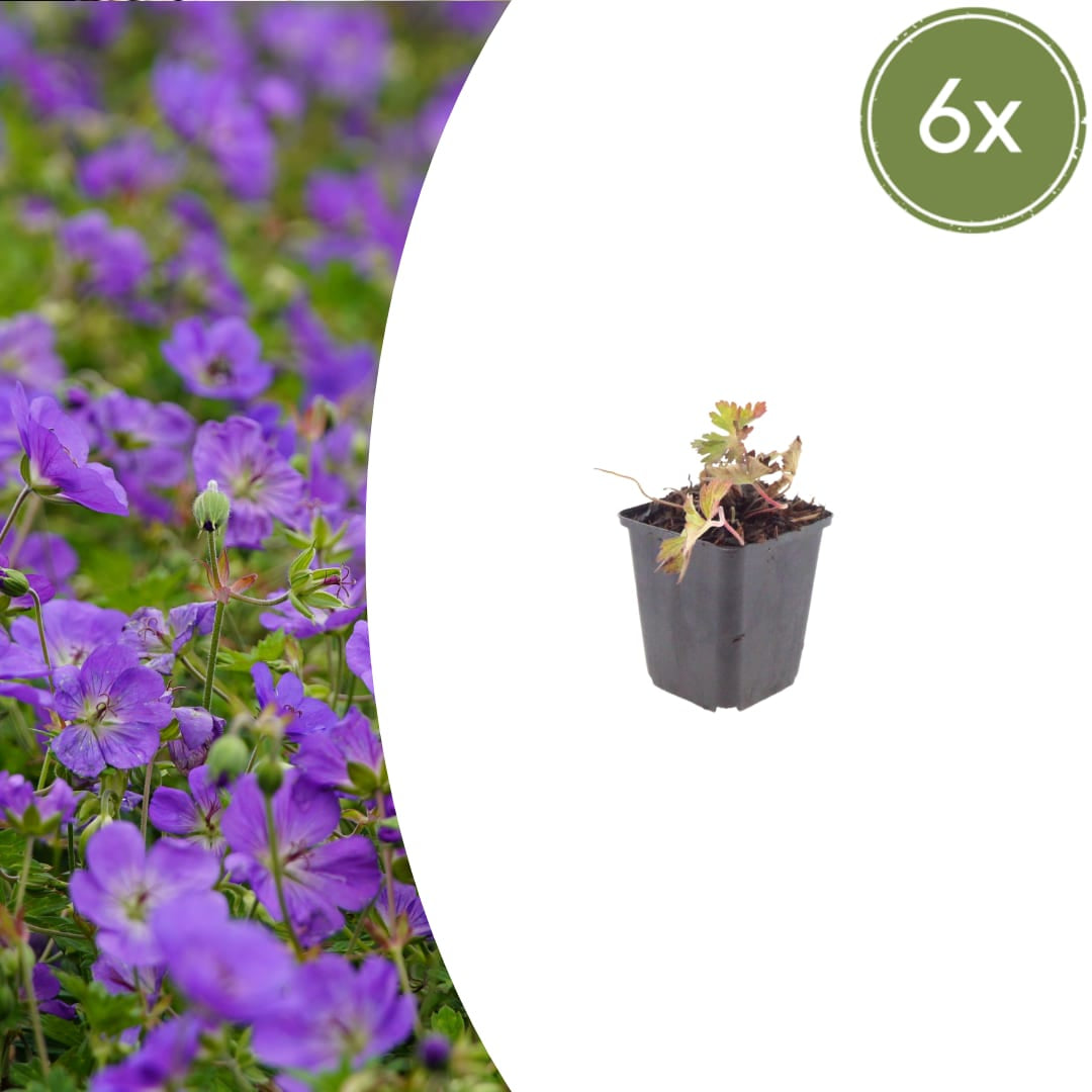 Geranium Azure Rush – Ø9cm – Höhe 10-25cm – Winterharte Staude – Hellblaue Blüten – Bodendecker für Beet, Steingarten & Kübel
