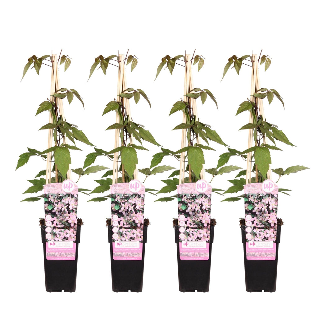 Clematis Montana 'Fragrant Spring' – Ø15cm – ↕65cm – Duftende Waldrebe – Schnellwachsende Kletterpflanze mit kleinen rosa Blüten – Plant