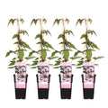 Clematis Montana 'Fragrant Spring' – Ø15cm – ↕65cm – Duftende Waldrebe – Schnellwachsende Kletterpflanze mit kleinen rosa Blüten – Plant